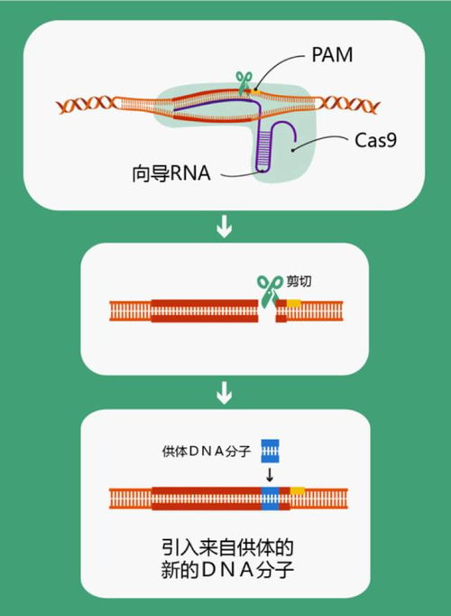 直接将艾滋病毒 剔除 掉 基因编辑再显神威